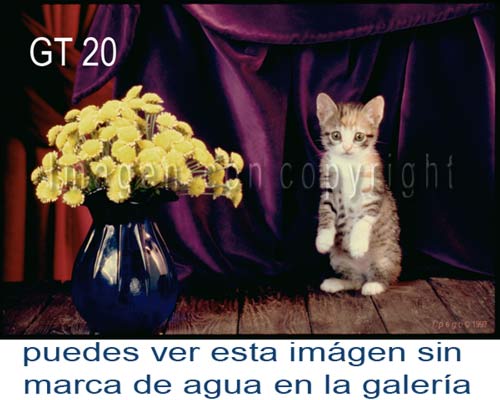 Fotografía GT 20 Gatita Carey con flores, Gatos