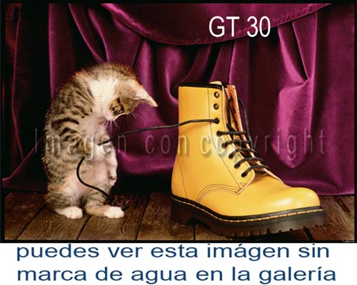 Fotografía GT 30 Gatita Carey con bota, Gatos